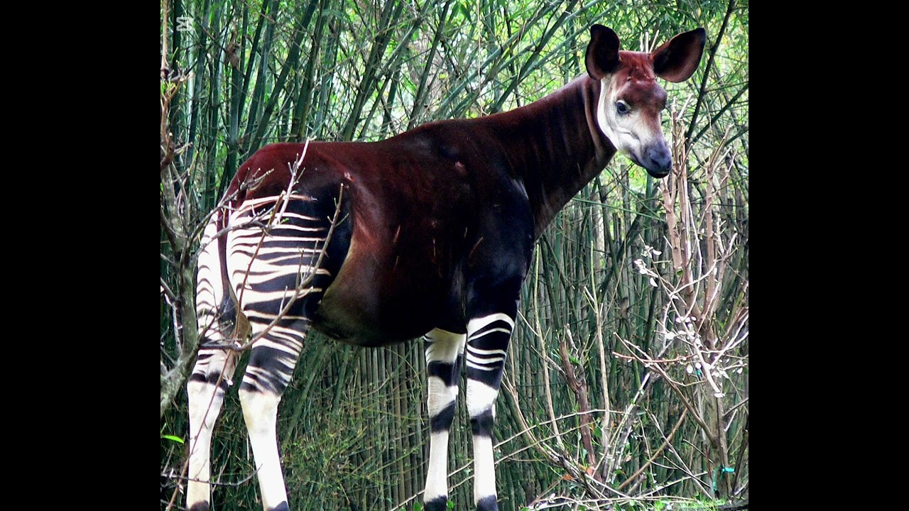 Le 18 octobre- La journée internationale de l'okapi 