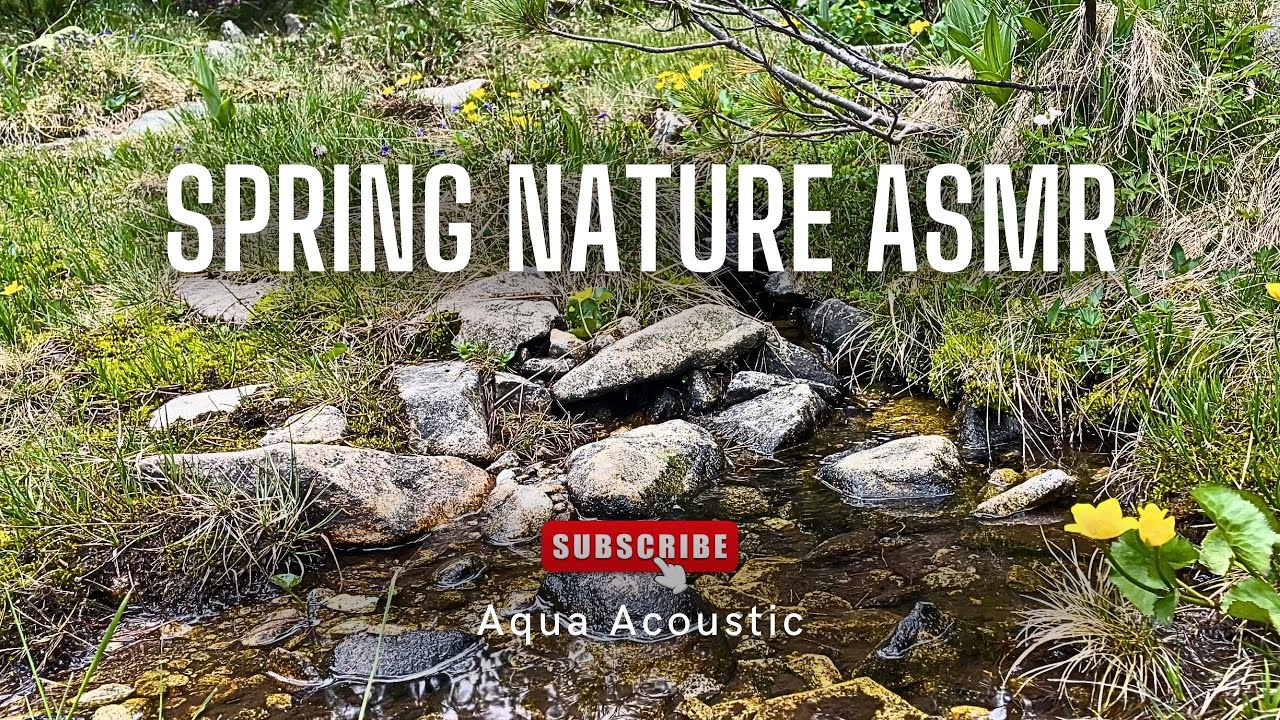 Spring Stream Sounds & Bird Songs (Calm Nature Atmosphere) ASMR 🌼 AQUA ACOUSTIC👂️