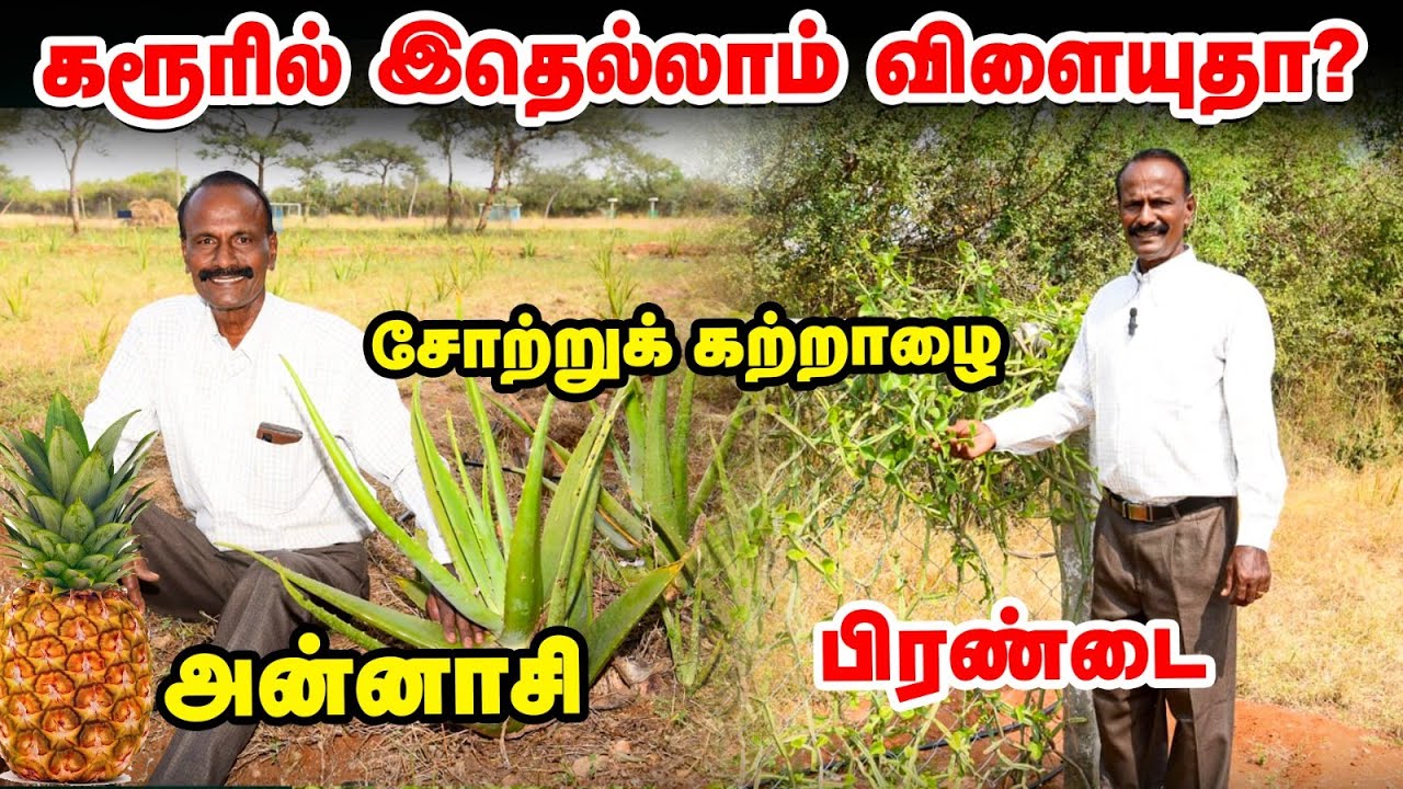 ஒரு ஏக்கரில் Aloe vera | 2000+ Pineapple கன்றுகள் | வியக்க வைக்கும் Vinoba Organic Farm