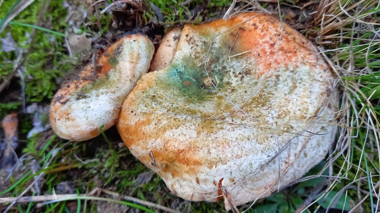 (Niscalos) Lactarius sanguifluus buen setas..21 Noviembre 2021