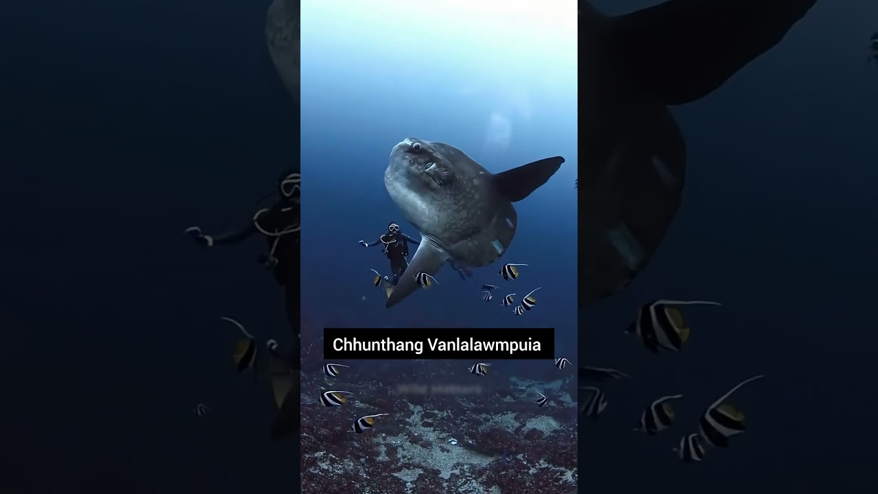 Sangha ruh nei chi zinga lian ber Sunfish/Mola Mola.