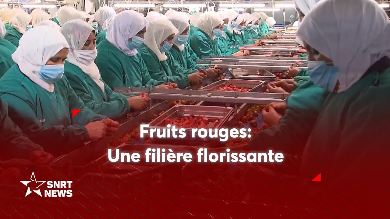 Filière des fruits rouges: moteur économique majeur pour Larache