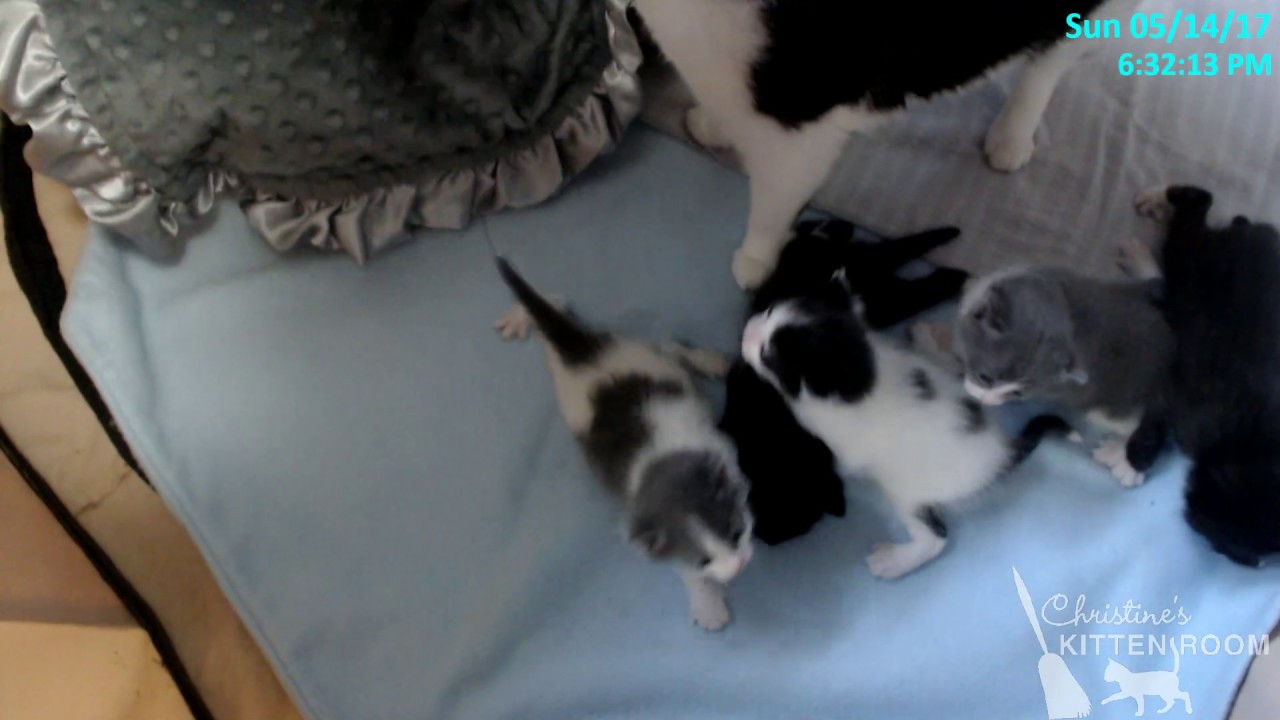 Cleo and the Cartoon Kittens - Time for a Bigger Pen!