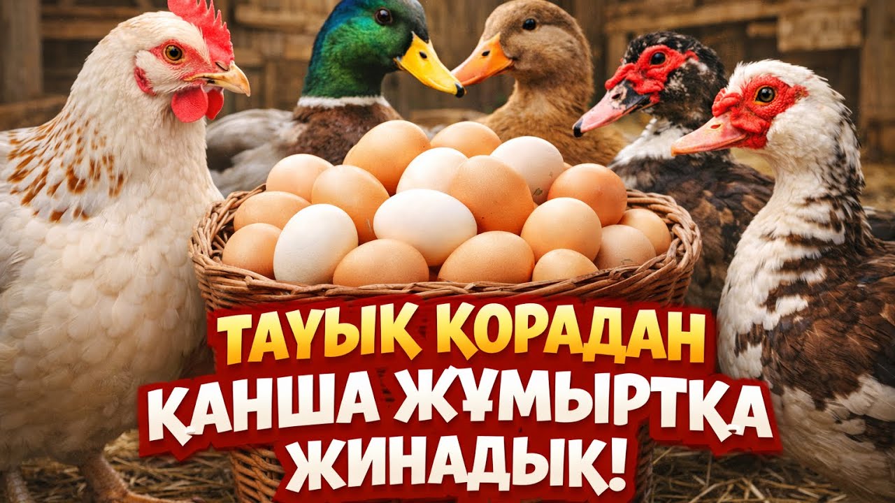 Тауық қорадан канша жұмыртқа жинадық  Тауық&Үйрек&Индаутка 