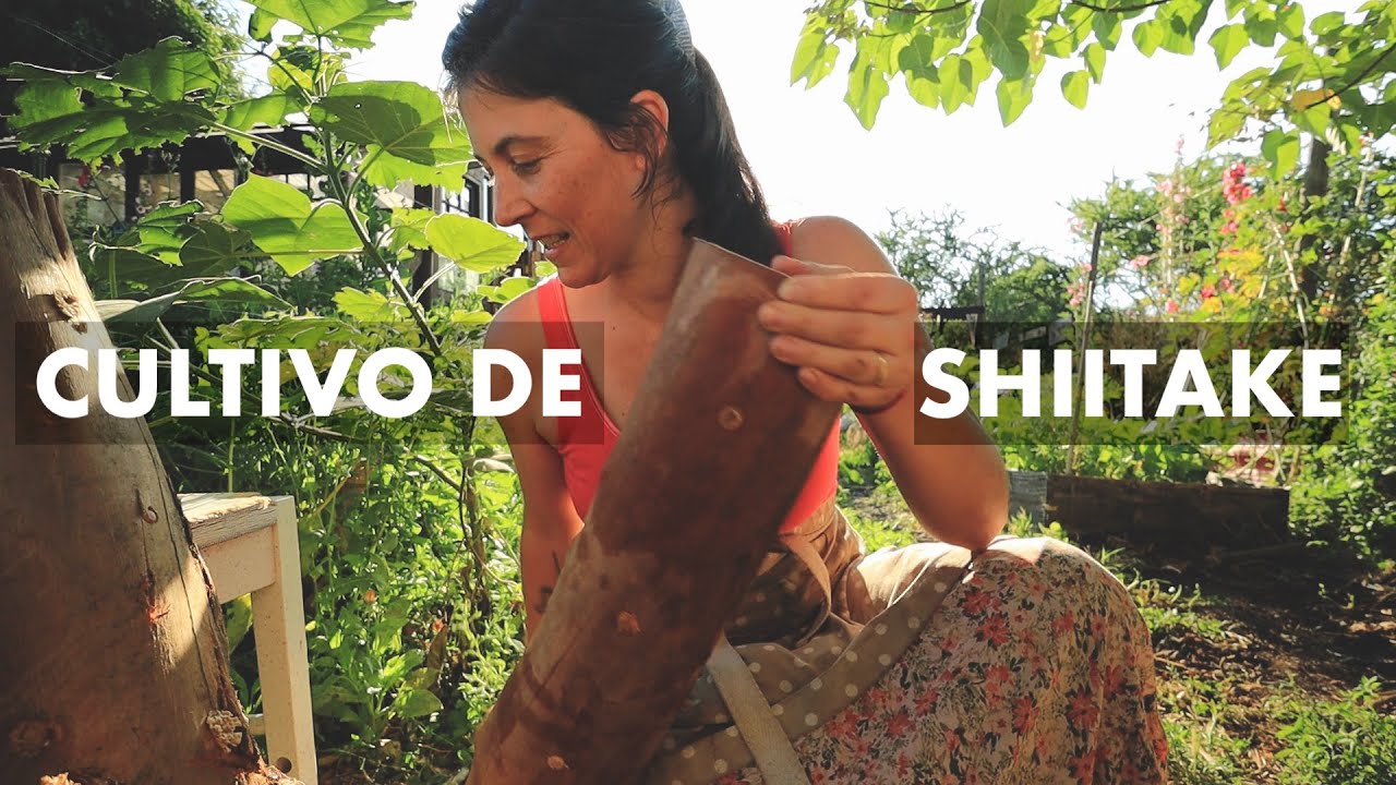 Cultivo de Hongos Shiitake! Otra forma de cultivar Hongos Comestibles