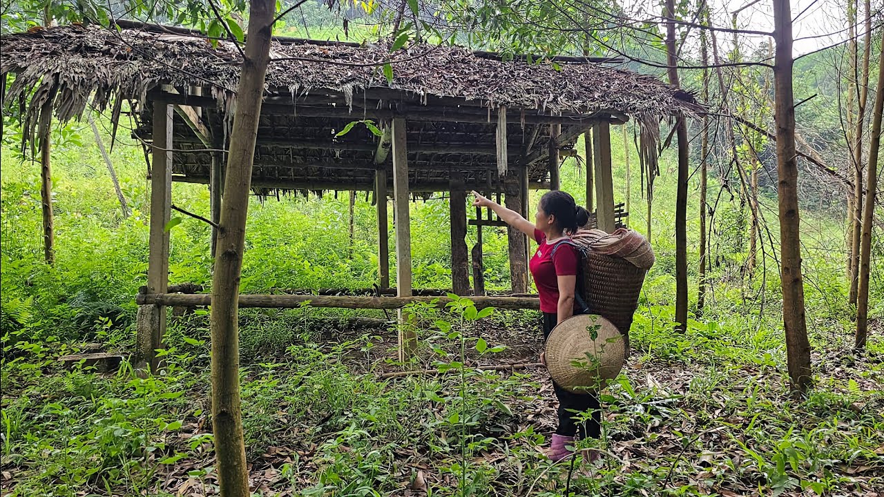 👉 A Leaf Hut in the Green Forest | A Natural Life Without Electricity or Water