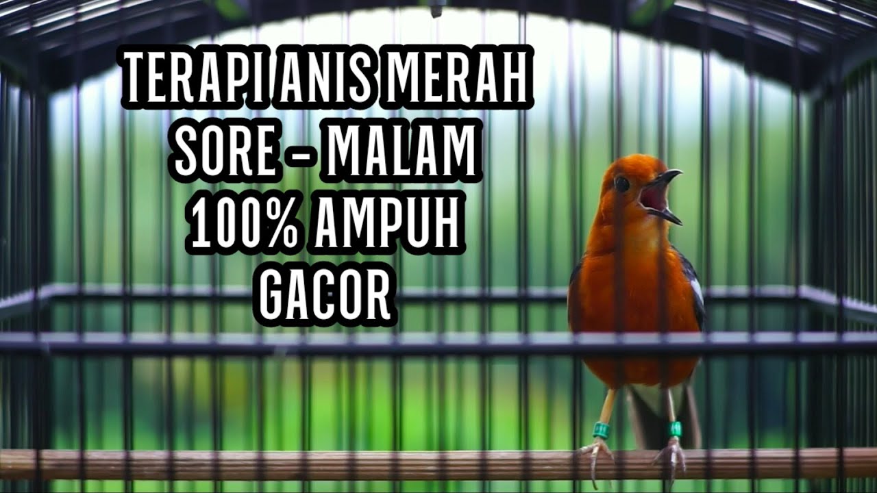 MASTERAN ANIS MERAH SORE SAMPAI PAGI AMPUH MEMANCING GACOR AGAR CEPAT NGEPLONG DAN TELER