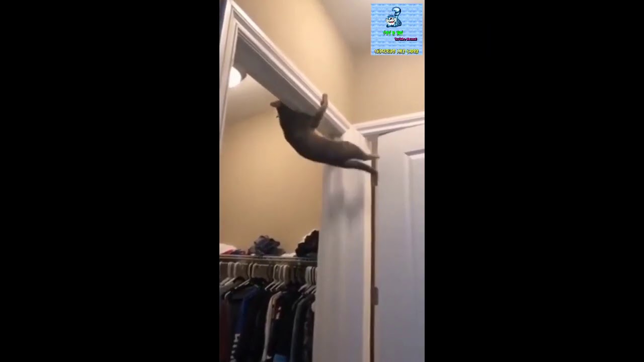 Funny pet and awesome look .#funnypet #funnybaby#pet&bit #pet #awesomepet