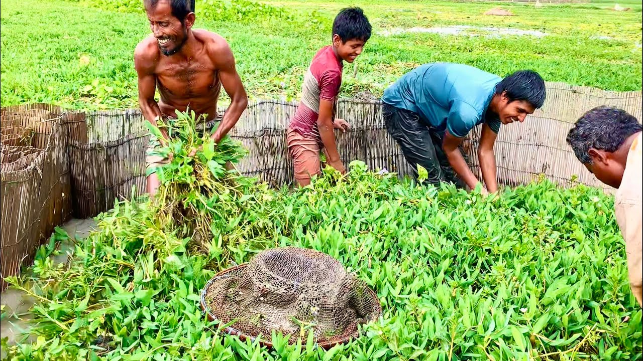 আজকে বিলে বানা বের এই বছরের সবচেয়ে বেশি মাছ ধরা পরছে। best new village fishing videos .fishing bd.
