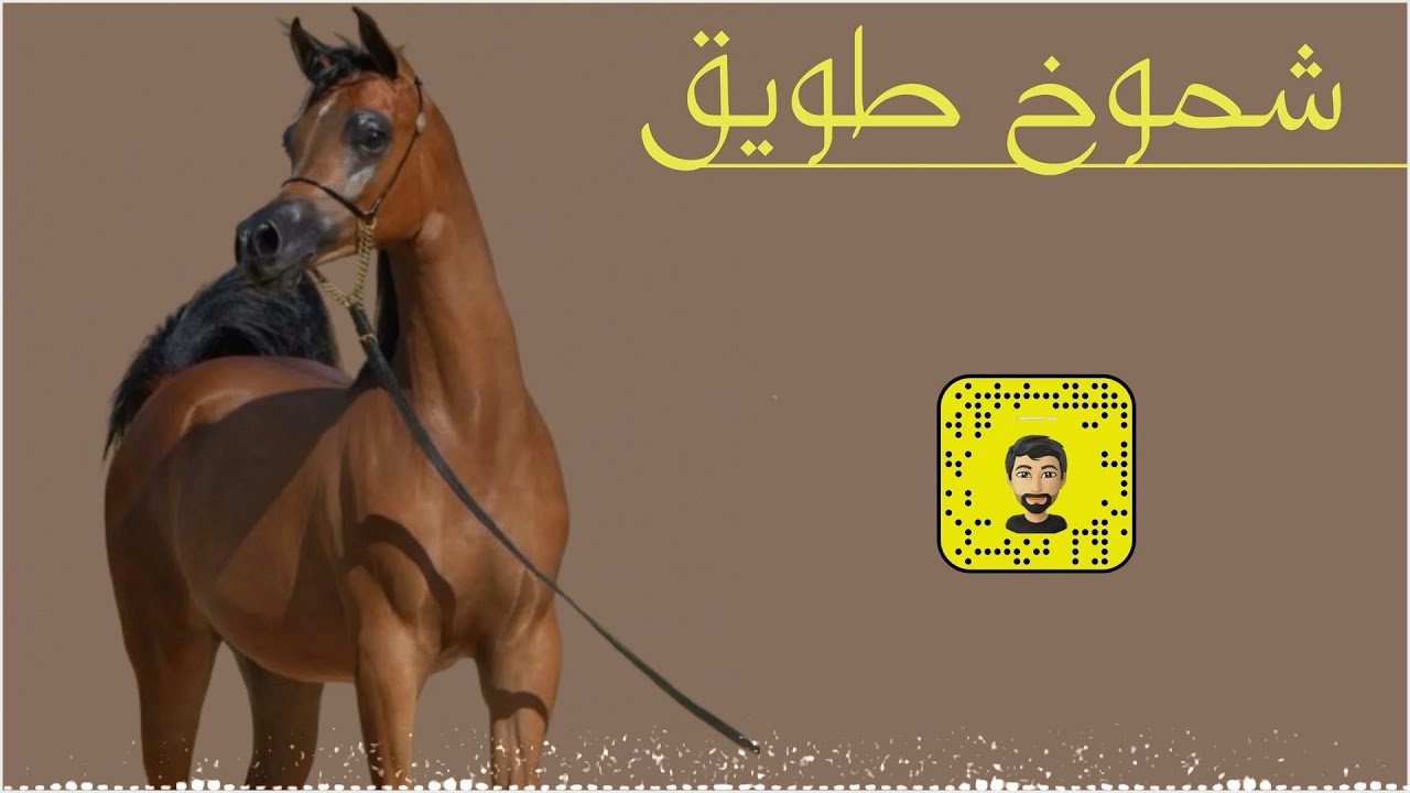 شيلة : شموخ طويق انوار العربيد - سعد محسن ( حصرياً ) 2025