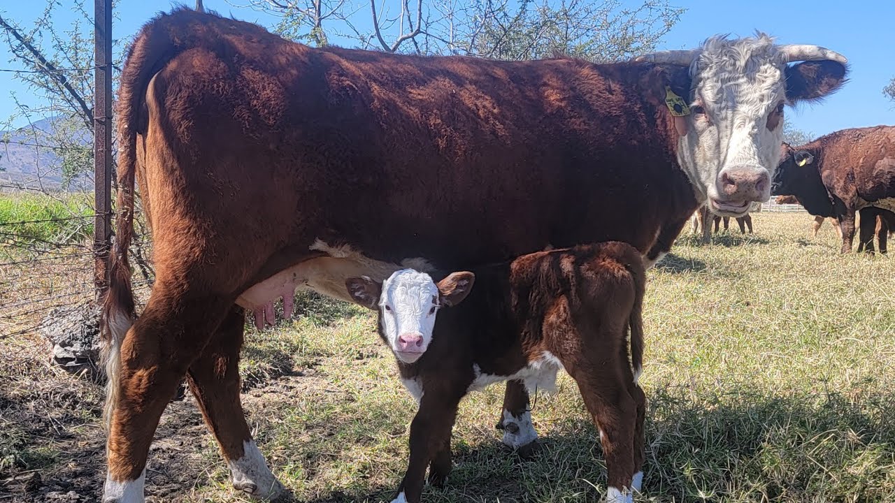 RANCHO EL REFUGIO.creadores de ganado de registro