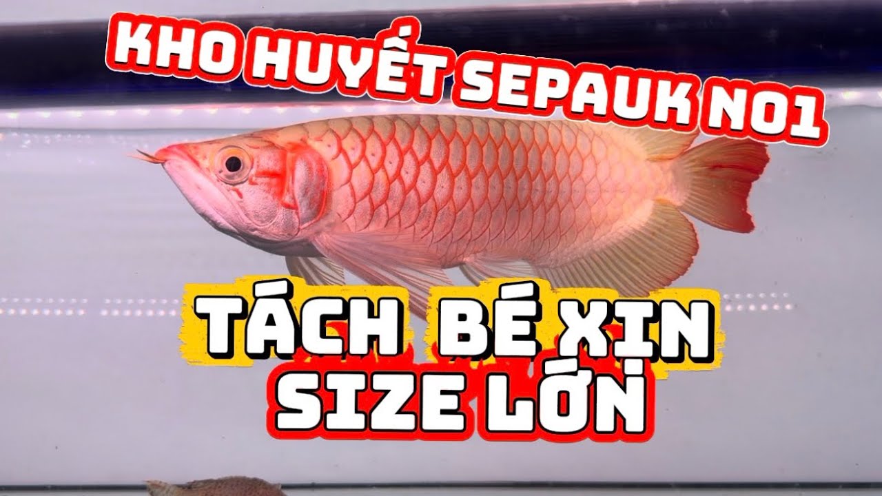 REVIEW KHO HUYẾT LONG SEPAUK CHÍNH HÃNG SIZE LỚN | CÁ RỒNG SÀI GÒN