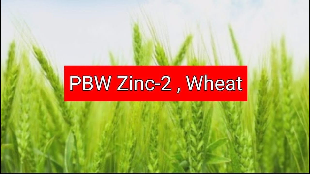 PBW Zinc-2  Wheat Variety by PAU #farming #agriculture #newheat