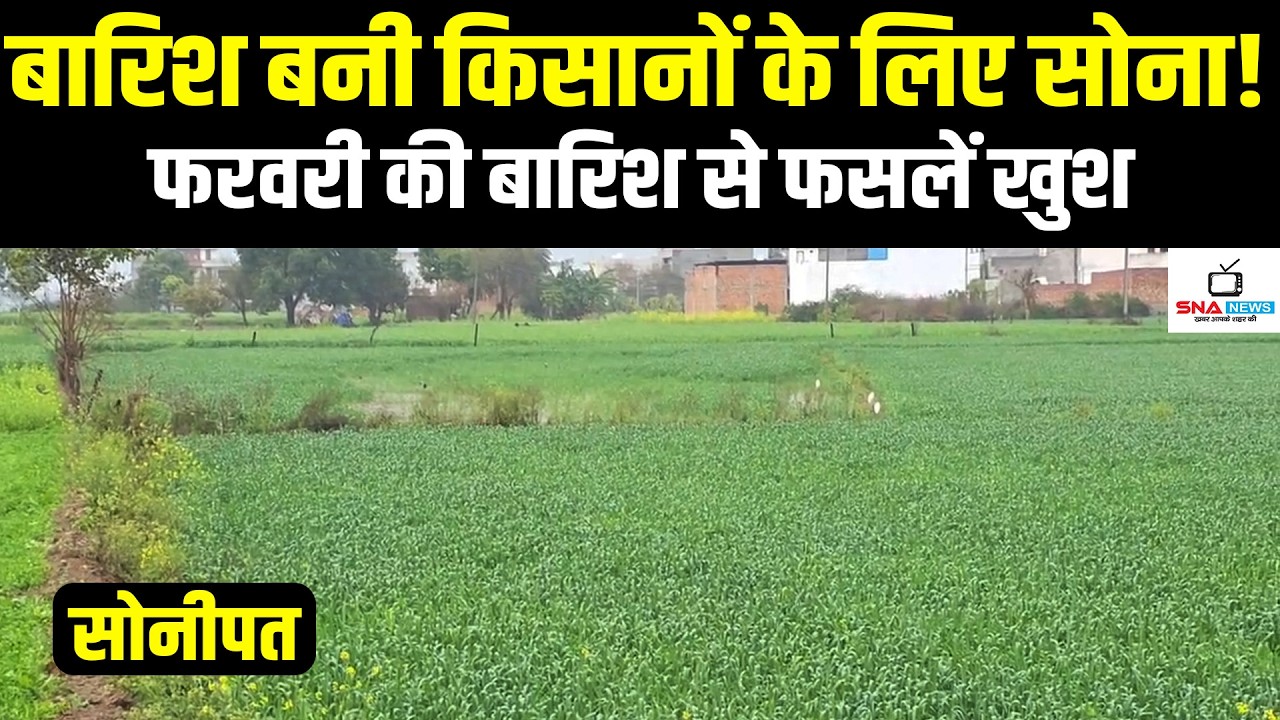 फरवरी की बारिश बनी किसानों के लिए वरदान | हरियाणा में फसलों को बड़ा फायदा #snanews