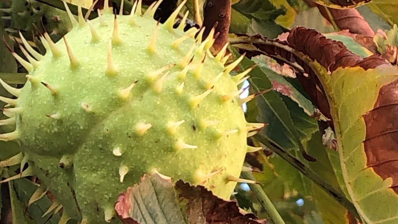 Horse chestnut oil extract, for viens circulation and varicose vein&rsquo;s therapy [Part 1 - making oil]
