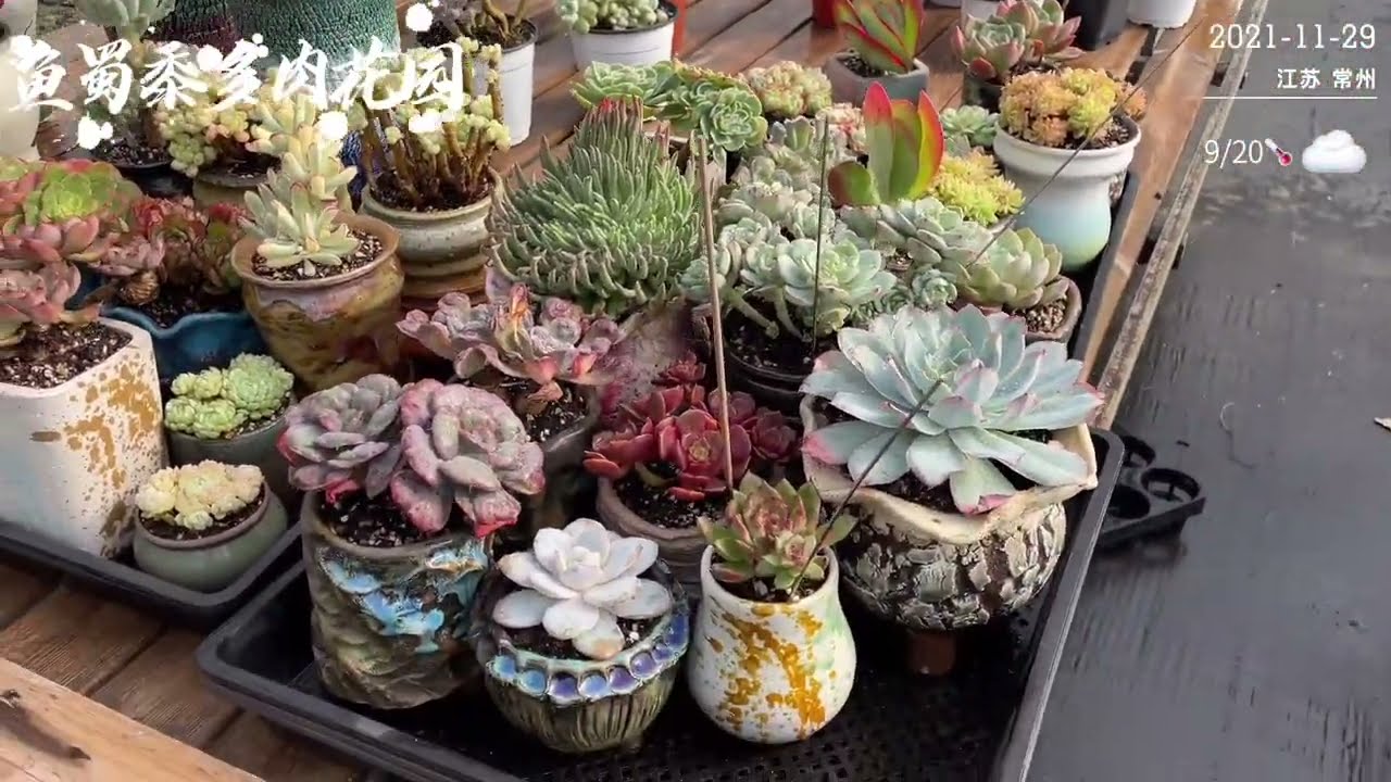 鱼蜀黍多肉园：如何选择多肉种植土（上集），多肉种植新手一定要观看 | 多肉养护