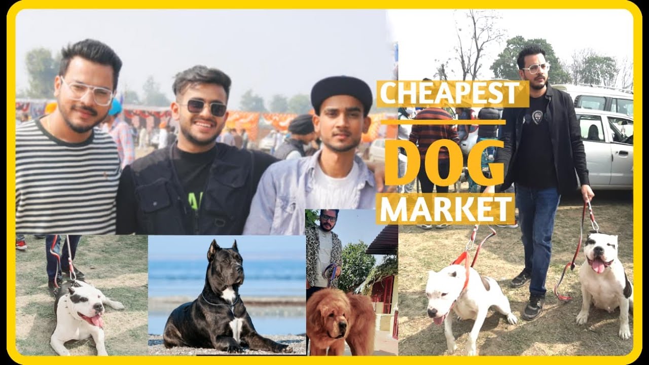 Cheapest Dogs Market In India | Pitbull, White Husky,FrenchMastiff, Dog in Cheap Price|@PULKITvAmp