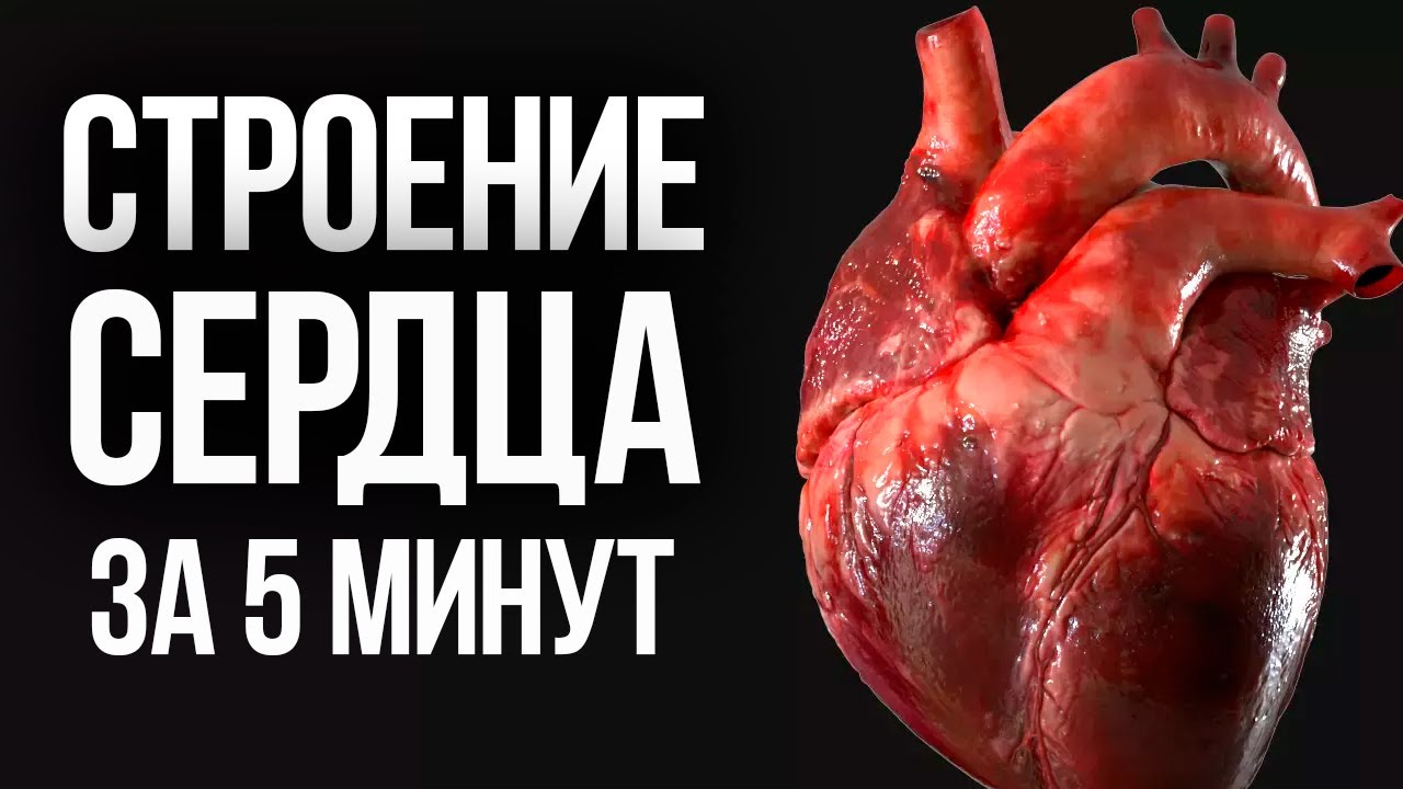 Строение сердца, лучшее объяснение за 5 минут  | ЕГЭ Биология | Глеб Мендель
