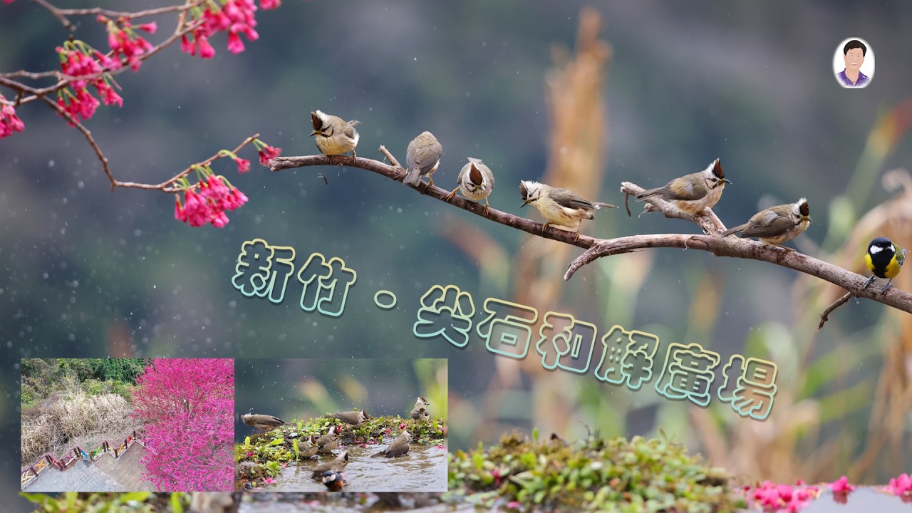 新竹尖石鄉和解廣場超大鳥的澡堂 ＃chuping ＃和解廣場 ＃赤腹山雀 ＃黃腹山雀 ＃青背山雀 ＃紅頭山雀