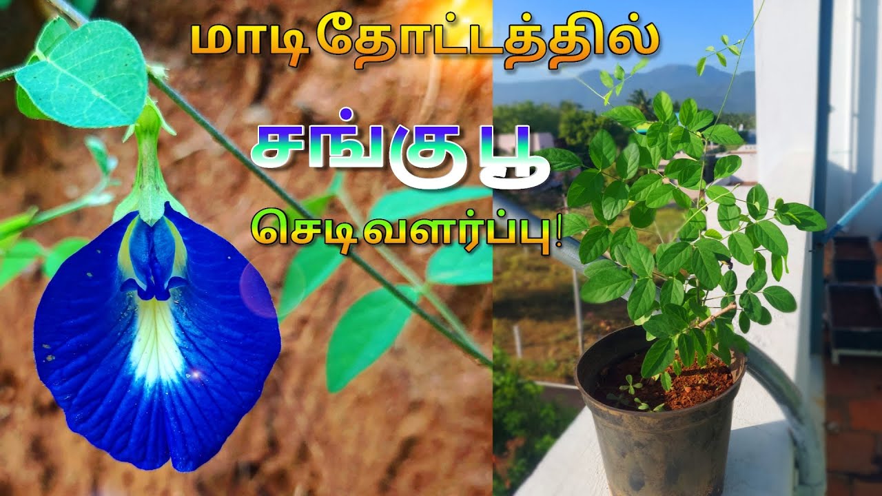 மாடி தோட்டத்தில் சங்கு பூ செடி வளர்ப்பது எப்படி?  ll sangu poo chedi ll