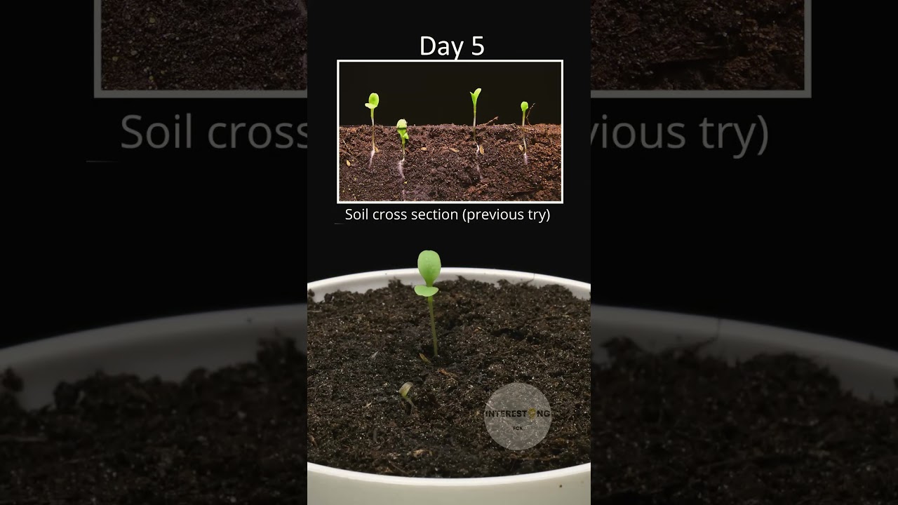 Growing lettuce from seeds at home time lapse🌱 #lettuce #timelapse