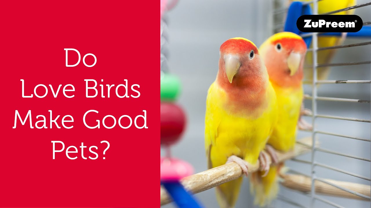 Do Love Birds Make Good Pets? | Tips for Bird Owners