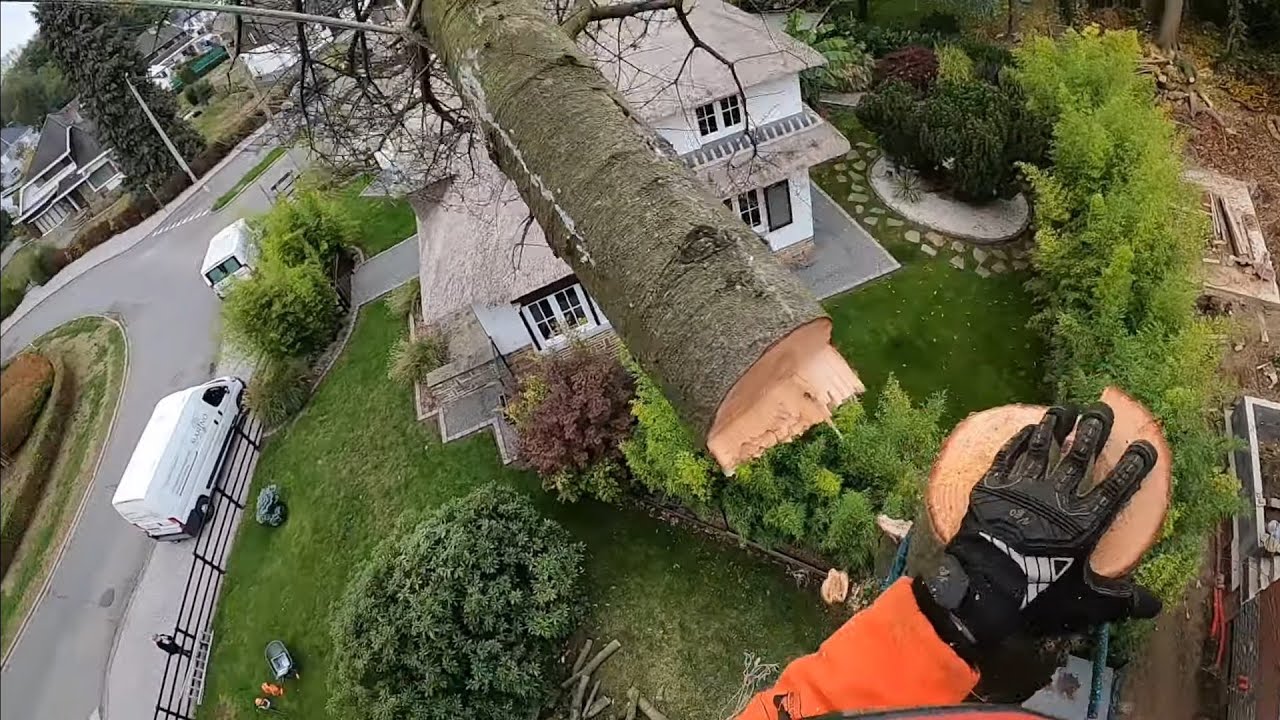DEMONTAGE AVEC RÉTENTION D'UN GROS CÈDRE STIHL 201 TC