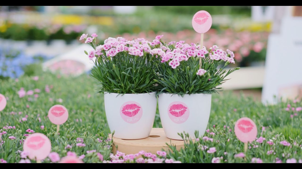 Selecta one plus Pink Kisses® Mixed Untertitel EN