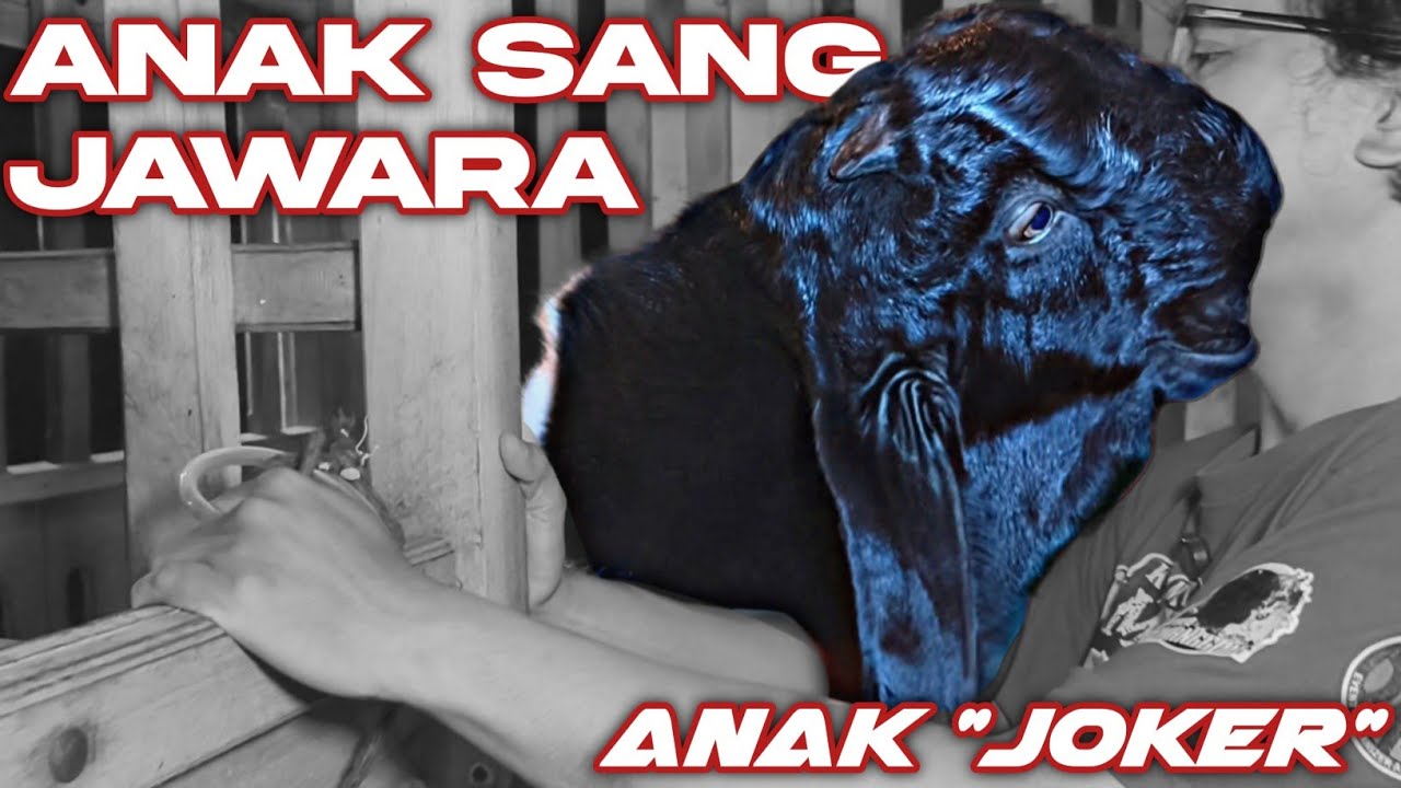 MANTRI BALAP FARM LUMAJANG START DENGAN MATERI SERIUS ❗