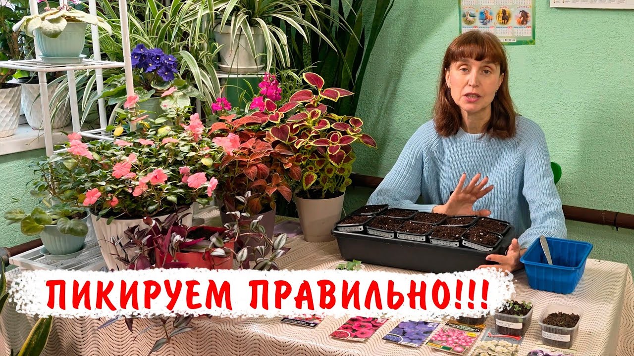 Правильная пикировка петуний! Состав грунта, объем горшка