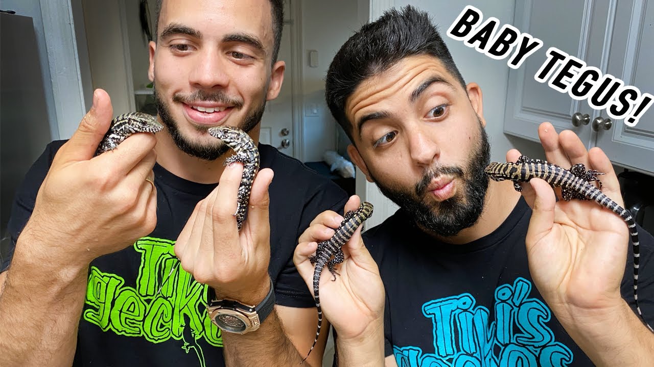 Hatching Baby Tegus IN OUR HANDS! (Baby Tegu Set Up)