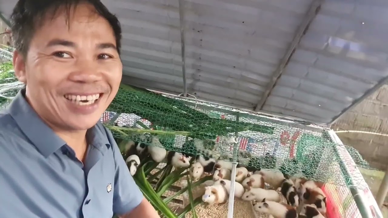 🐁🐁🐁 HỢP TÁC XÃ CHUỘT LANG BA VÌ 0335305982
