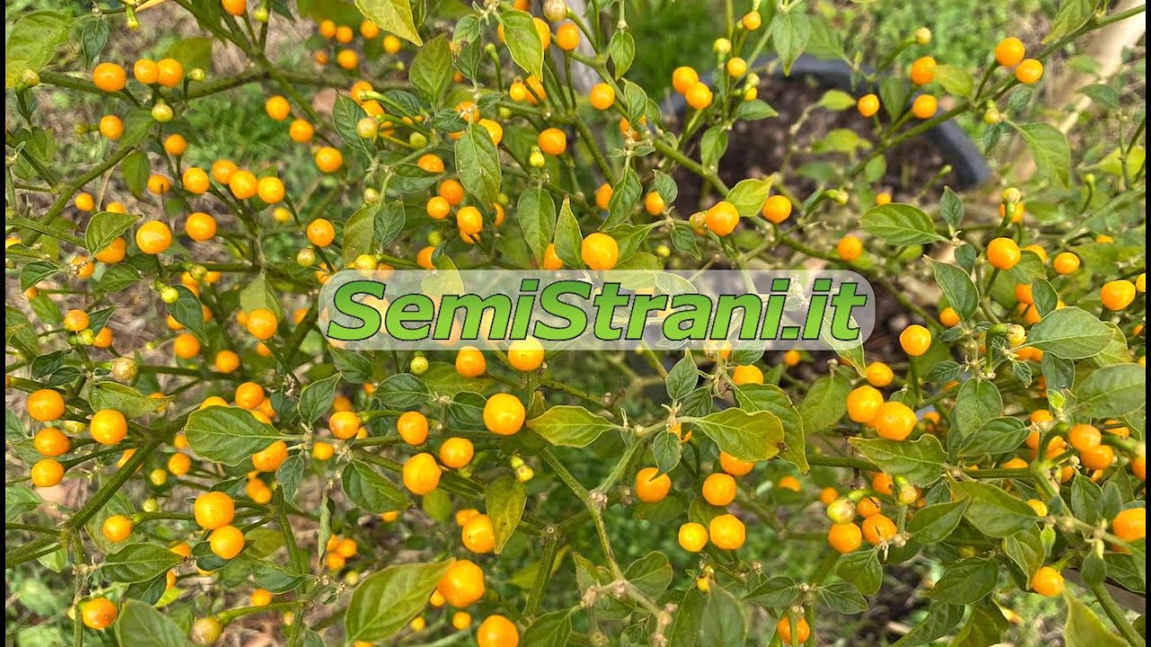 SemiStrani.it - Aji Charapita come potare e travasare la pianta di Peperoncino per farla Svernare