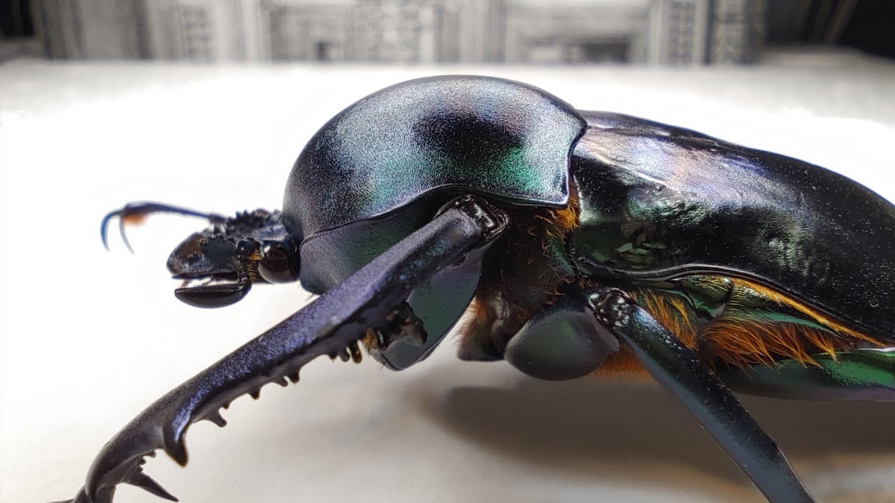 A Closer look:Cuckoo wasp,Harpalus,Protaetia,thread-waisted wasp,flower beetles,Flower Chafers