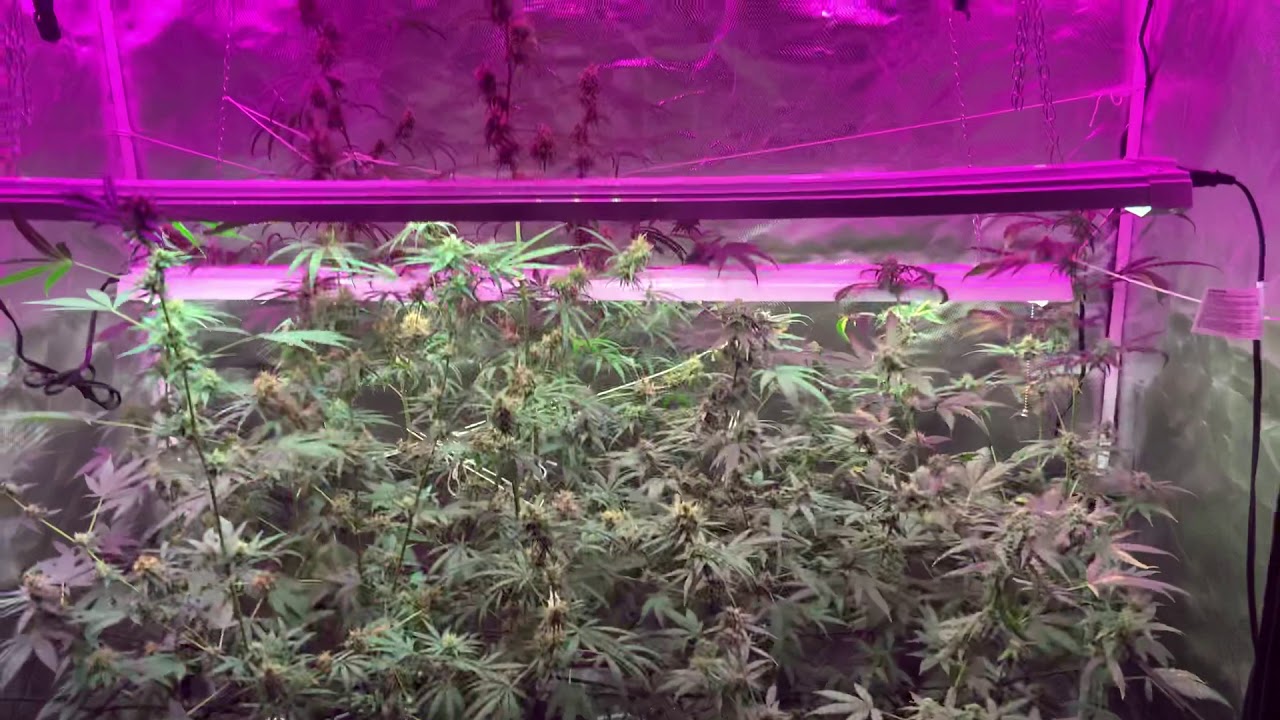 stacking on the buds update