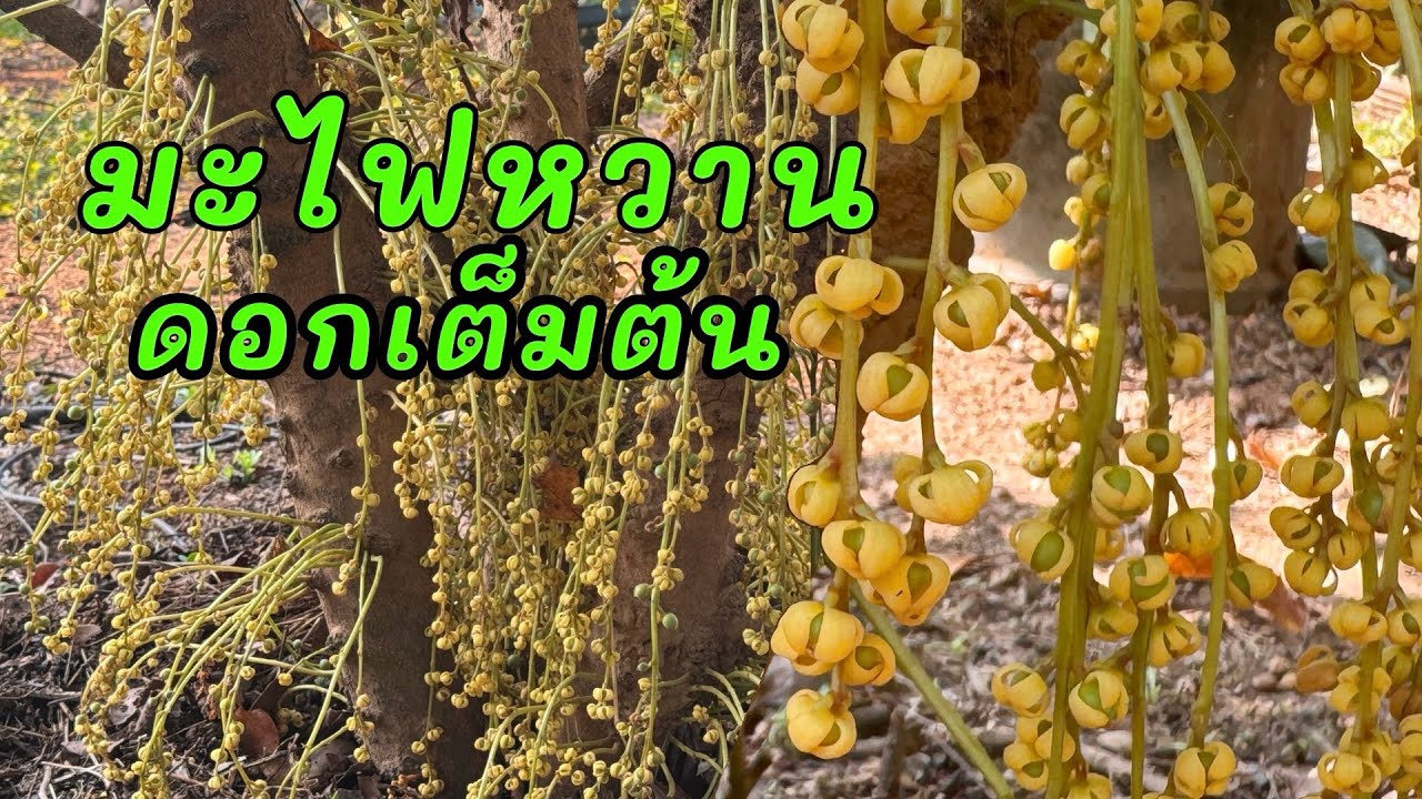 มะไฟหวานดอกเต็มต้น#เกษตรผสมผสาน #ผลไม้ 