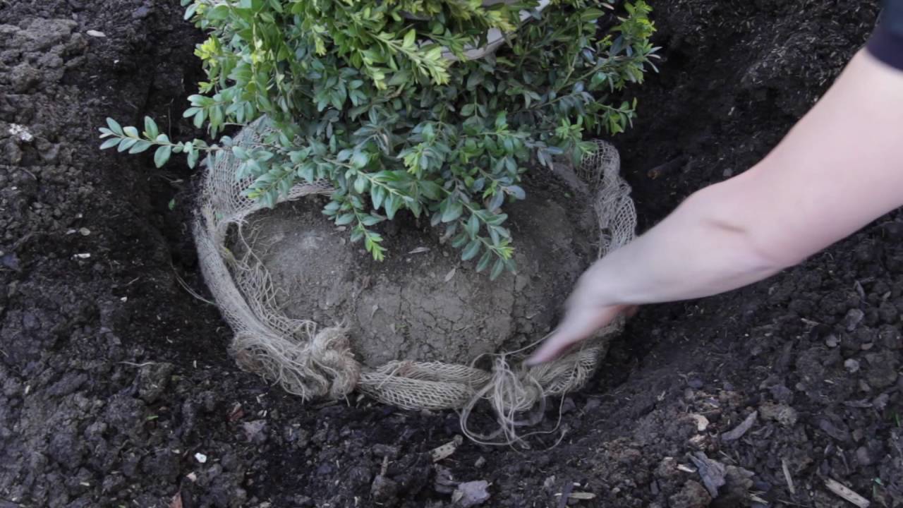 Die Pflanzung von Pflanzen mit Ballen
