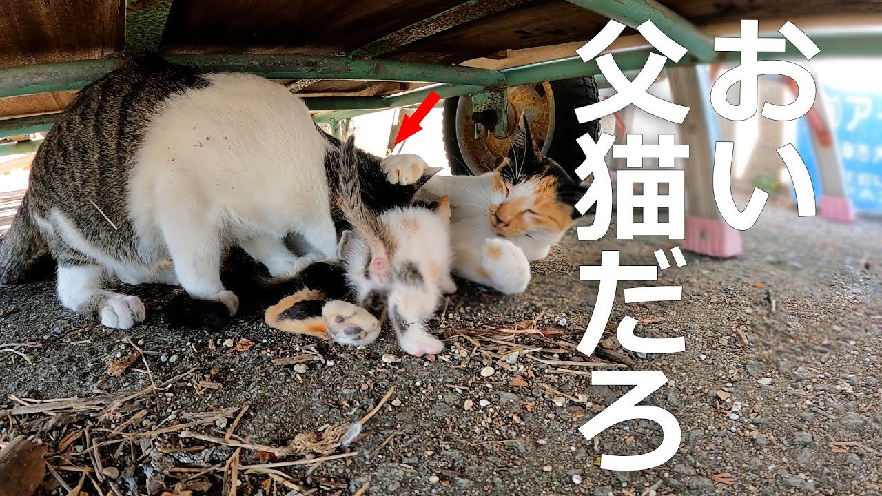 【子猫が授乳】いやお前は父猫だろ⁉