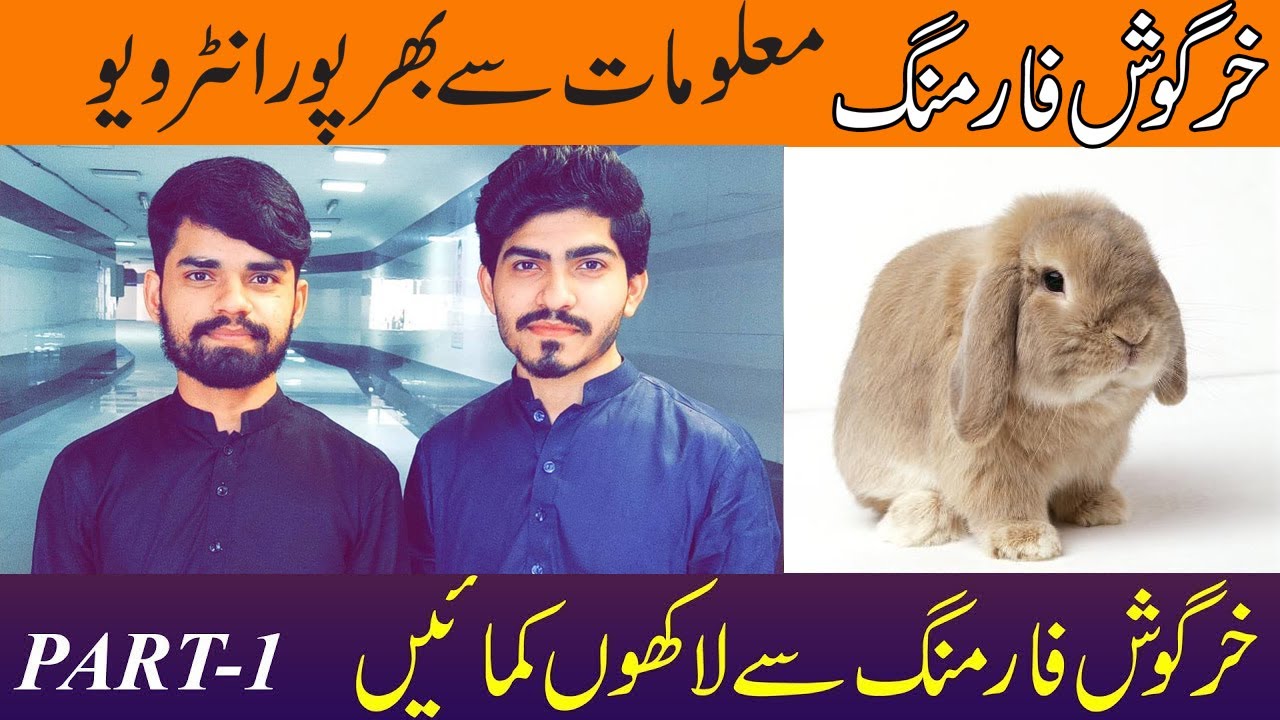 Rabbit Farming in Pakistan | Success Story of Rabbit Farming Part 1