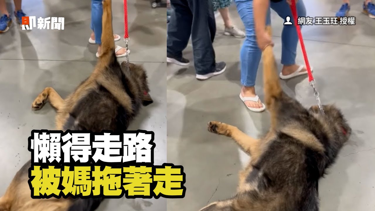 高加索犬懶得逛寵物展　到處找床躺、被媽拖著走XD｜寵物｜狗｜大型犬｜精選影片