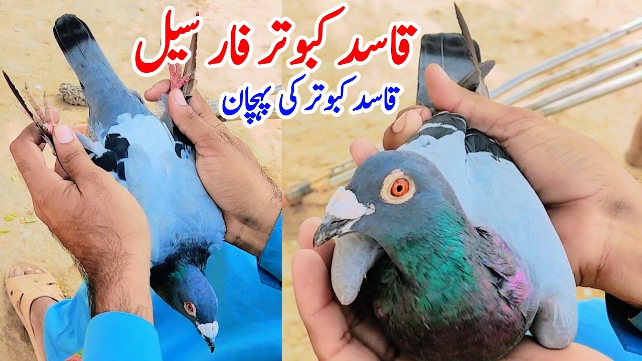 Racer Kabootar | Qasid Kabootar For Sale | Imported Racer Pigeon | Racer Pigeon In Pakistan