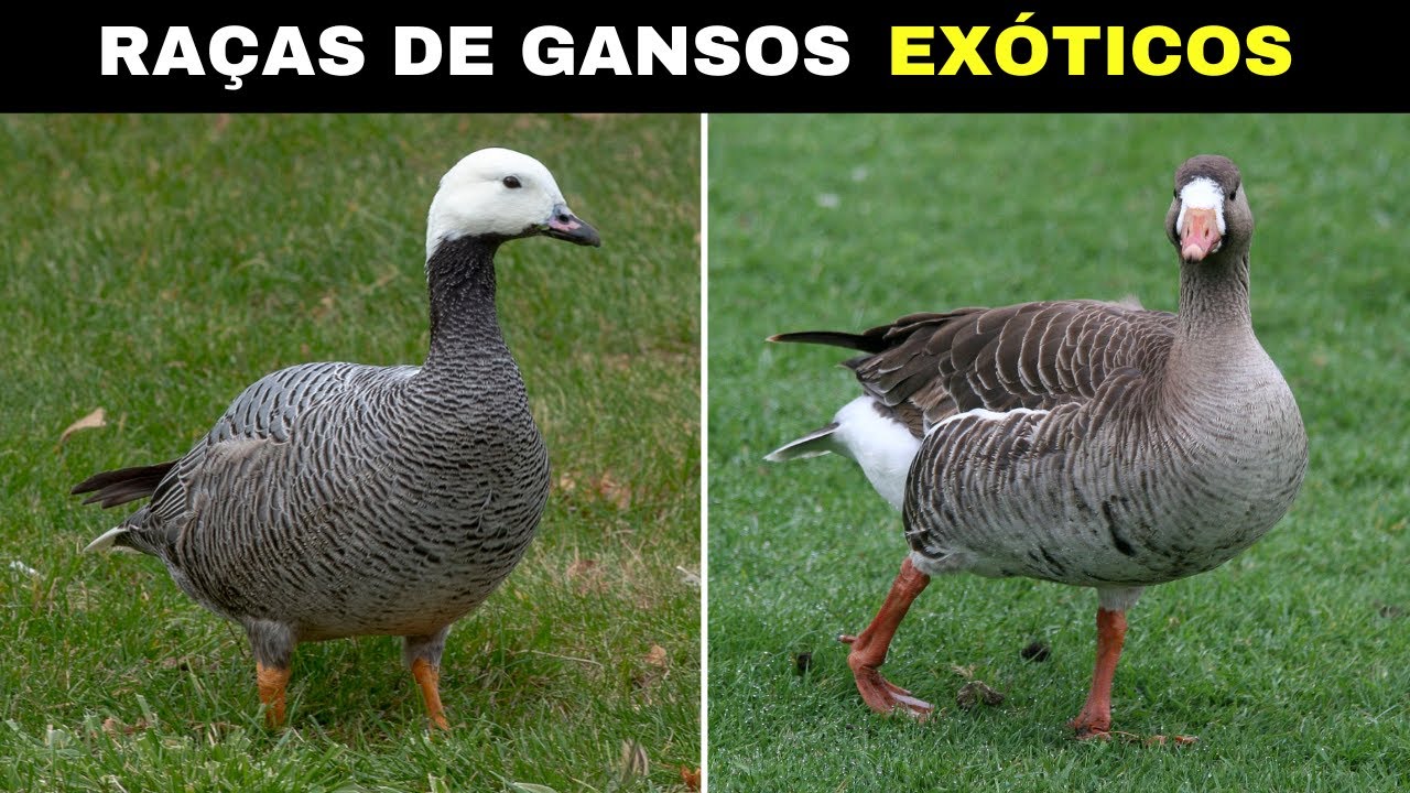 10 Raças de Gansos Exóticos Tão Diferentes e CURIOSOS Que Vão te Surpreender