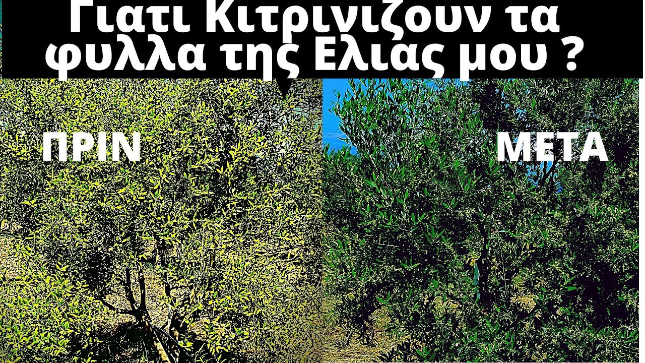 Ελια Κιτρινα Φυλλα? Γιατι?Ποιοι οι λογοι