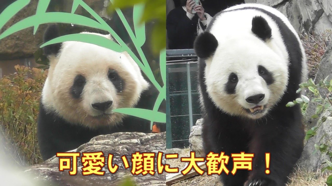 12/25シャオシャオレイレイ最後のお庭！とびきり可愛い顔を見せてくれたgiantpanda @tokyo 上野動物園