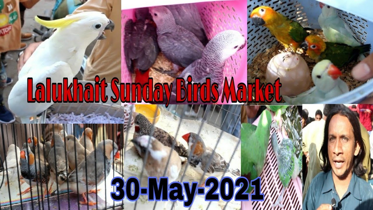 Lalukhet Sunday Birds Market 30-May-2021 Parrot Chicks Latest Updates Karachi Urdu/Hindi ...