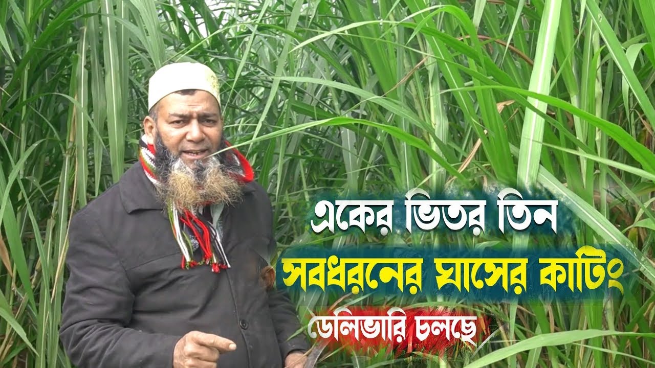 একের ভিতর সব । সবধরনের ঘাসের কাটিং ডেলিভারি চলছে #agriculture #gass