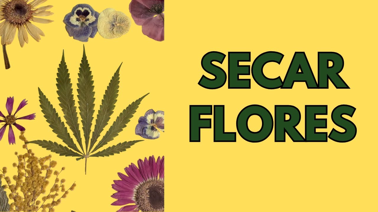 DIY 👉 COMO SECAR FLORES NATURALES 🌸🌻