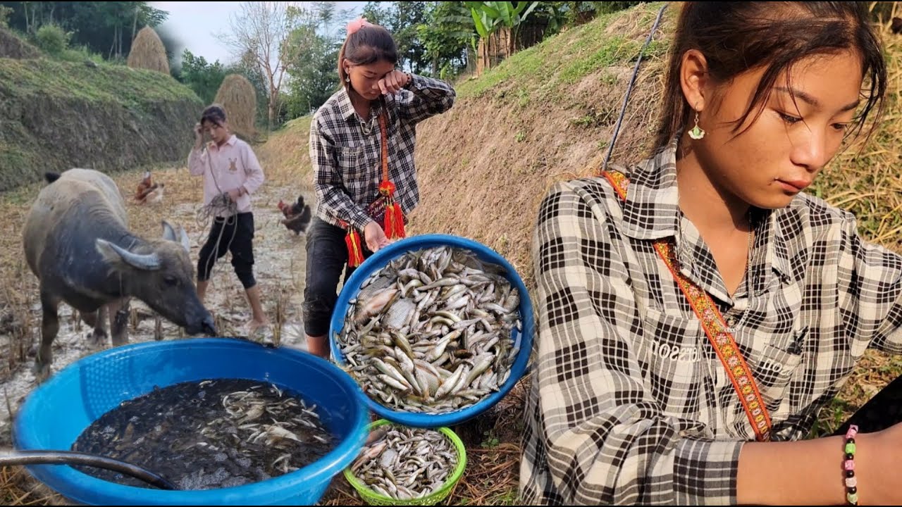 The poor girl bought fish to stock for breeding, but unfortunately for her, half of the fish were...