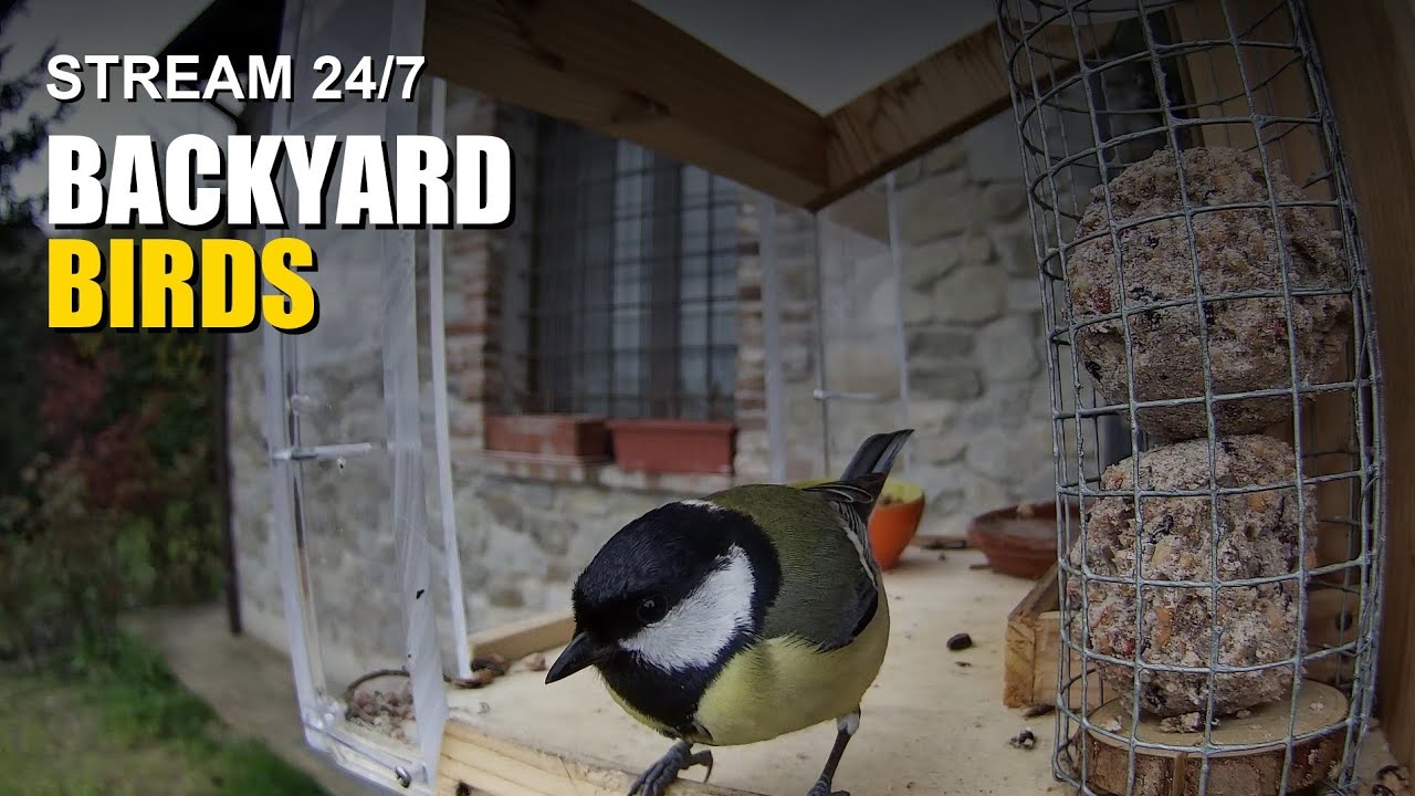 LIVE - Only Real life🐦 Mangiatoia Uccellini - Relax & Birdwatching
