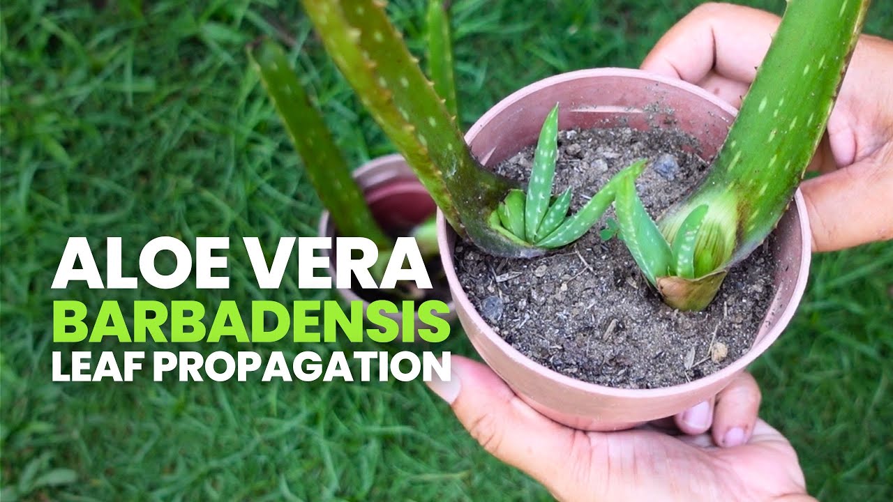 How To Propagate Aloe vera Barbadensis Leaves